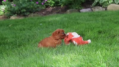 Rusty, a male Cavalier King Charles Spaniel for sale in Fredericksburg, OH – 6 of 6