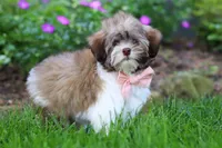 Honey, a female Havanese for sale in Fredericksburg, OH – 4 of 5