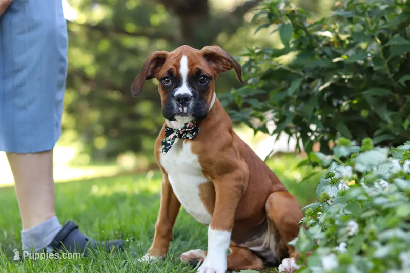 Annie – Boxer puppy for sale in Fredericksburg, OH