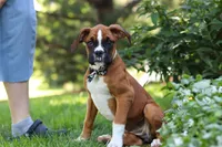 Annie, a female Boxer for sale in Fredericksburg, OH – 1 of 10