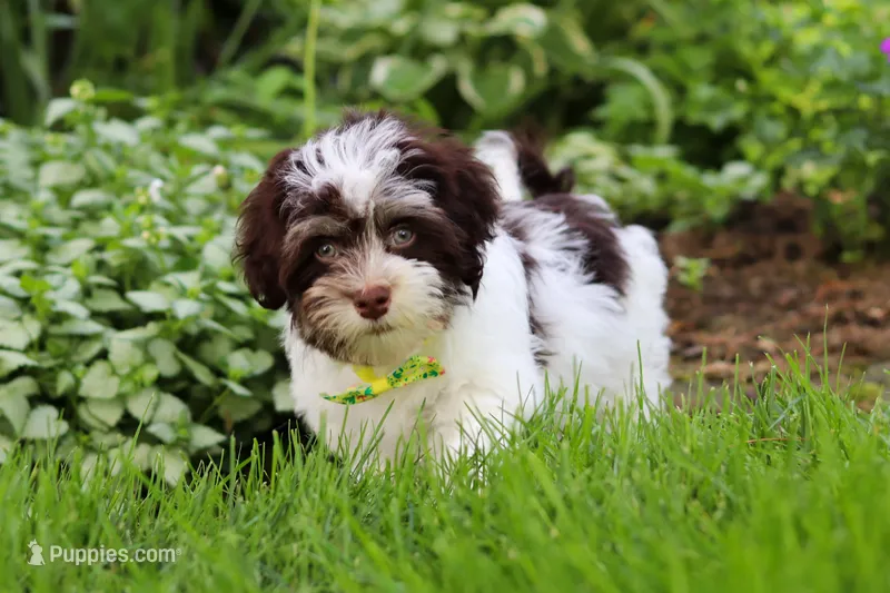 Brady – Havanese puppy for sale in Fredericksburg, OH