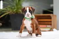 Rusty, a male Boxer for sale in Fredericksburg, OH – Photo 8 of 8