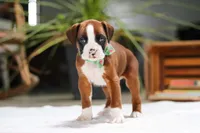 Rusty, a male Boxer for sale in Fredericksburg, OH – Photo 6 of 8