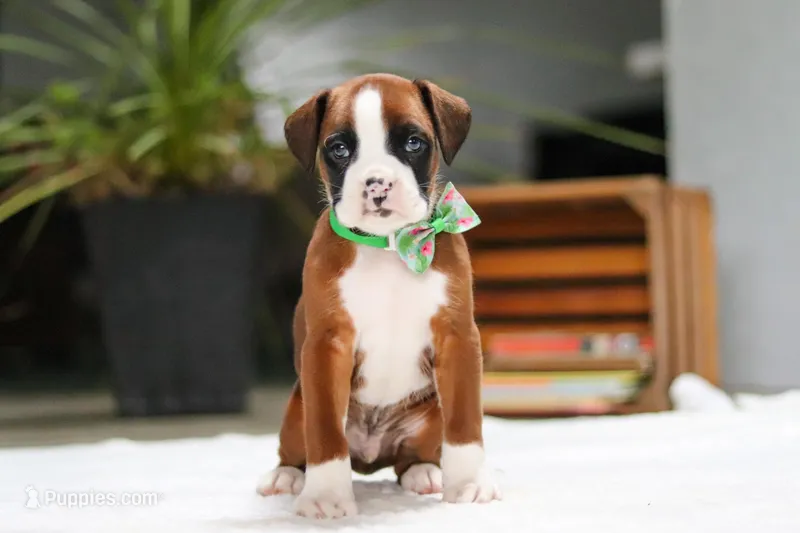Rusty – Boxer puppy for sale in Fredericksburg, OH