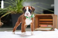 Rusty, a male Boxer for sale in Fredericksburg, OH – Photo 5 of 8