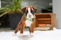 Rusty, a male Boxer for sale in Fredericksburg, OH – Photo 2 of 8