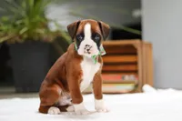 Rusty, a male Boxer for sale in Fredericksburg, OH – Photo 3 of 8