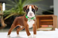 Rusty, a male Boxer for sale in Fredericksburg, OH – Photo 4 of 8