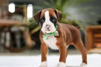 Rusty, a male Boxer for sale in Fredericksburg, OH – Photo 7 of 8