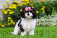 Sunnie, a female Cavapoo for sale in Fredericksburg, OH – 2 of 6