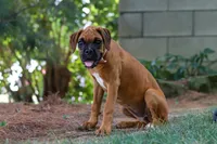 Lily, a female Boxer for sale in Fredericksburg, OH – 2 of 4