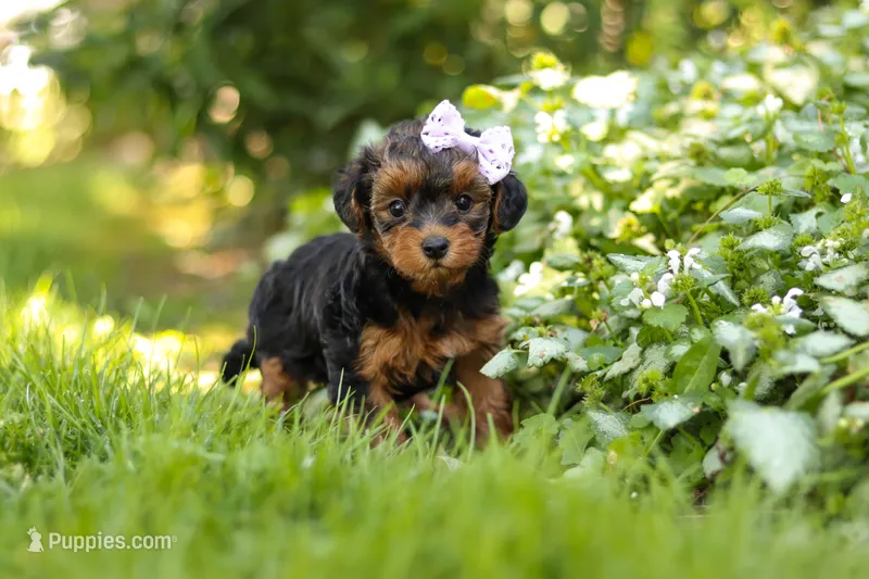 Ariel – Yorkipoo puppy for sale in Fredericksburg, OH