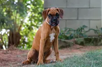 Lily, a female Boxer for sale in Fredericksburg, OH – 3 of 4