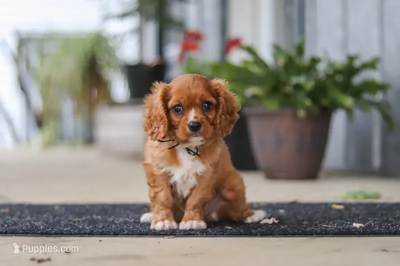 Chase – Cavalier King Charles Spaniel puppy for sale in Fredericksburg, OH