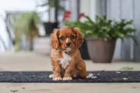 Chase, a male Cavalier King Charles Spaniel for sale in Fredericksburg, OH – 1 of 8