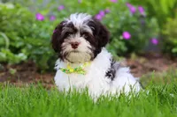 Brady, a male Havanese for sale in Fredericksburg, OH – 3 of 4