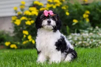 Sunnie, a female Cavapoo for sale in Fredericksburg, OH – 3 of 6