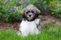 Susie, a female Havanese for sale in Fredericksburg, OH – 2 of 5