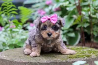 Roxann, a female Yorkipoo for sale in Fredericksburg, OH – 2 of 6