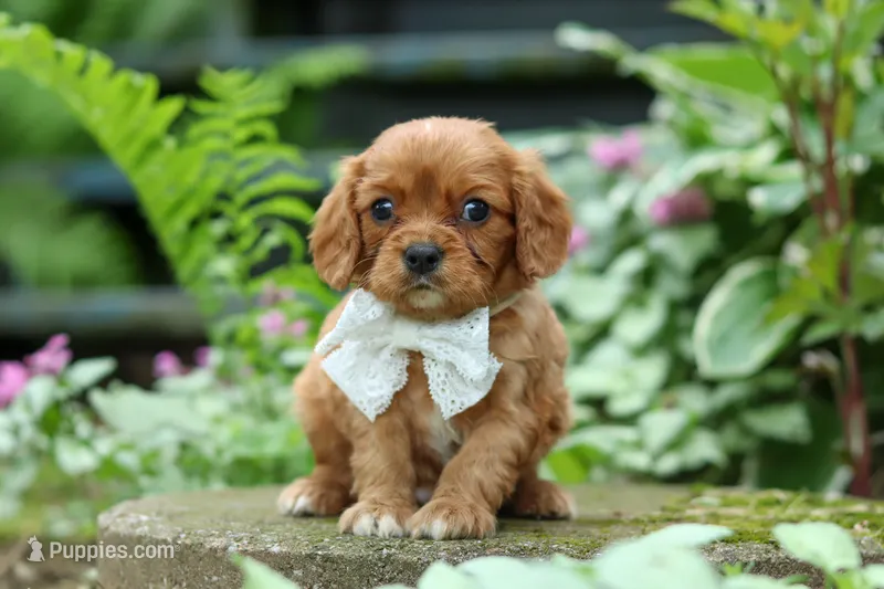 Eclipse – Cavalier King Charles Spaniel puppy for sale in Fredericksburg, OH