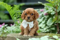 Eclipse, a male Cavalier King Charles Spaniel for sale in Fredericksburg, OH – 1 of 6