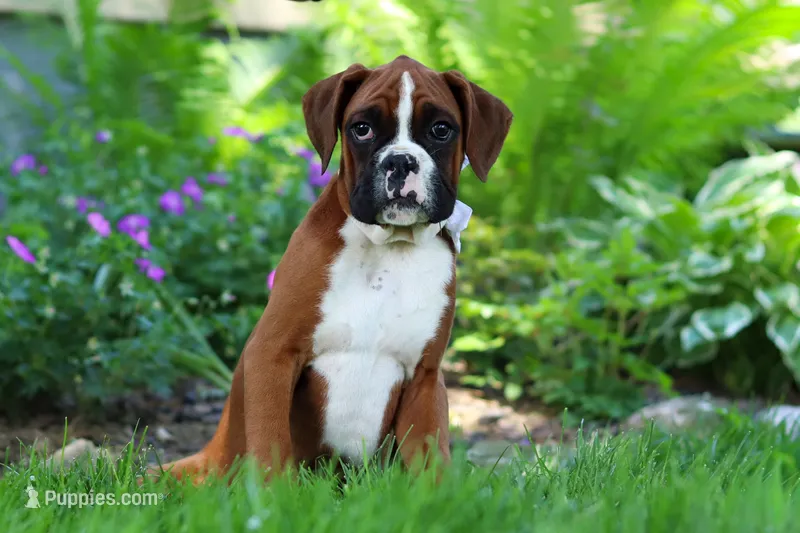 Kian – Boxer puppy for sale in Fredericksburg, OH