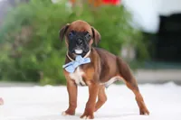 Easton, a male Boxer for sale in Fredericksburg, OH – Photo 3 of 6