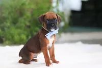 Easton, a male Boxer for sale in Fredericksburg, OH – Photo 4 of 6