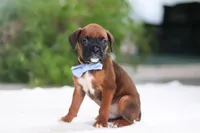 Easton, a male Boxer for sale in Fredericksburg, OH – Photo 5 of 6