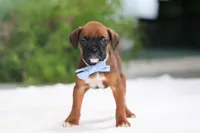 Easton, a male Boxer for sale in Fredericksburg, OH – Photo 2 of 6