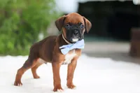 Easton, a male Boxer for sale in Fredericksburg, OH – Photo 6 of 6