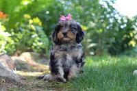 Roxy, a female Cavapoo for sale in Fredericksburg, OH – 4 of 9