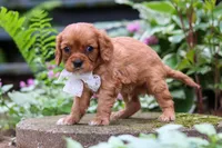 Eclipse, a male Cavalier King Charles Spaniel for sale in Fredericksburg, OH – 5 of 6