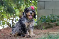 Roxy, a female Cavapoo for sale in Fredericksburg, OH – 3 of 5