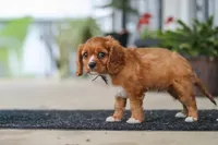 Chase, a male Cavalier King Charles Spaniel for sale in Fredericksburg, OH – 4 of 8