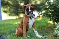 Annie, a female Boxer for sale in Fredericksburg, OH – 3 of 10