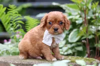 Eclipse, a male Cavalier King Charles Spaniel for sale in Fredericksburg, OH – 3 of 6