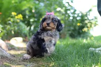 Roxy, a female Cavapoo for sale in Fredericksburg, OH – 6 of 9