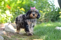 Roxy, a female Cavapoo for sale in Fredericksburg, OH – 3 of 9
