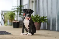Fido, a male Boxer for sale in Fredericksburg, OH – 5 of 8