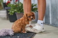 Chase, a male Cavalier King Charles Spaniel for sale in Fredericksburg, OH – 5 of 8