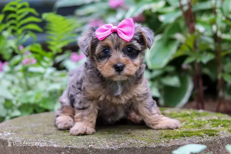 Roxann – Yorkipoo puppy for sale in Fredericksburg, OH