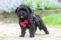 Pat, a male Yorkipoo for sale in Fredericksburg, OH – 4 of 5