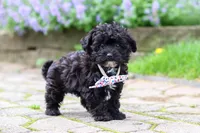 Buster, a male Yorkipoo for sale in Fredericksburg, OH – 5 of 5