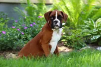 Kian, a male Boxer for sale in Fredericksburg, OH – 4 of 5