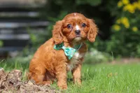 Rusty, a male Cavalier King Charles Spaniel for sale in Fredericksburg, OH – 5 of 6