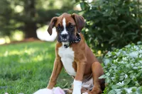 Annie, a female Boxer for sale in Fredericksburg, OH – 8 of 10