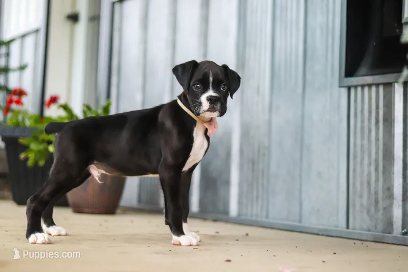 Fido – Boxer puppy for sale in Fredericksburg, OH