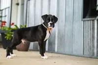 Fido, a male Boxer for sale in Fredericksburg, OH – 1 of 8