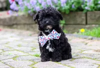 Buster, a male Yorkipoo for sale in Fredericksburg, OH – 2 of 5